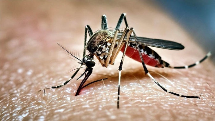 ডেঙ্গুতে আজও ৬ জনের মৃত্যু